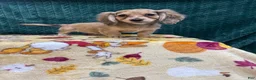 Miniature Dachshund dogs for sale: Miniature Dachshund 1 - Ad 1