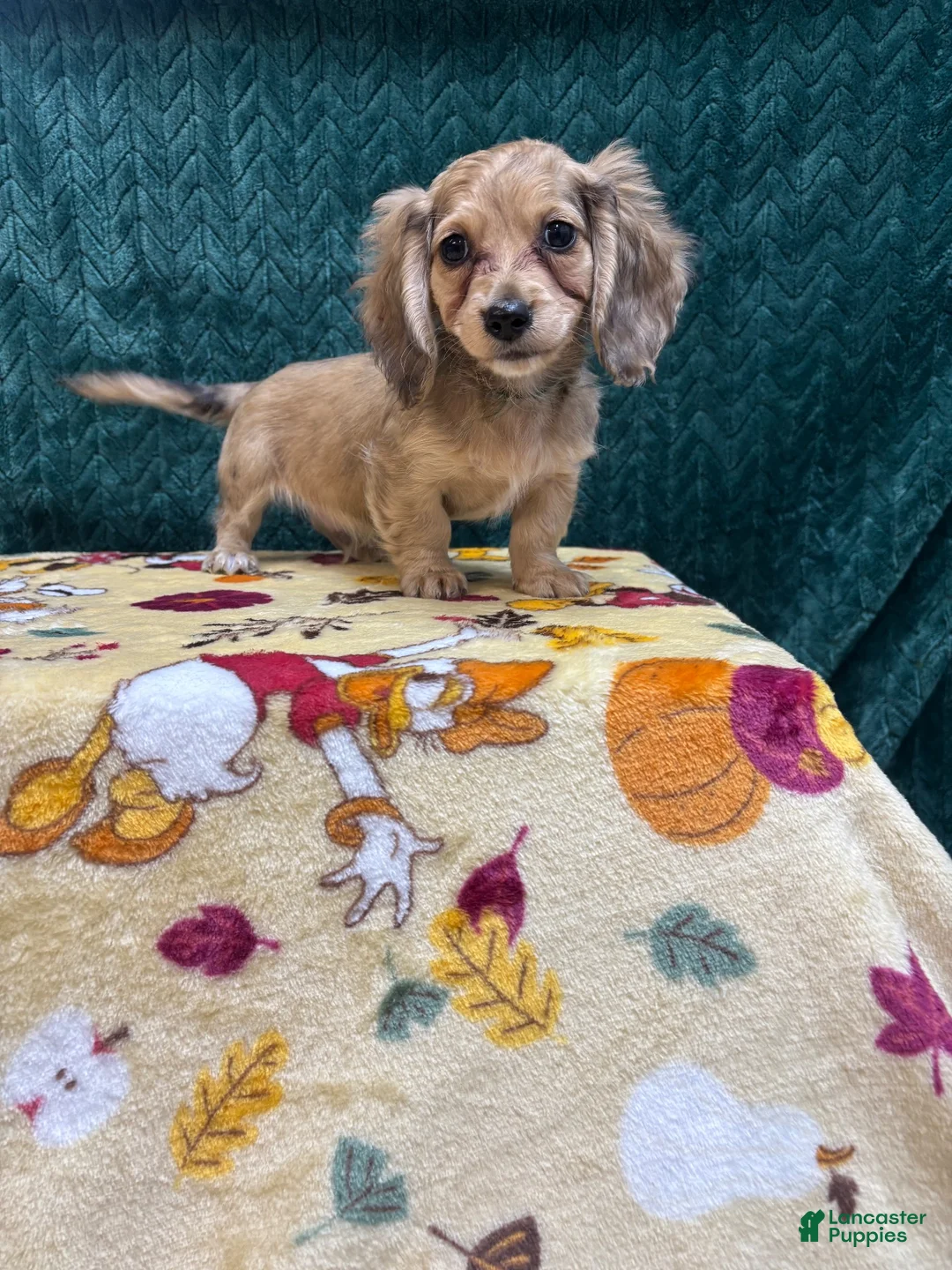 Miniature Dachshund dogs for sale: Miniature Dachshund 1 - Ad 1