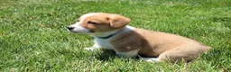 Welsh Corgi Pembroke dogs for sale: Milo  - Ad 13