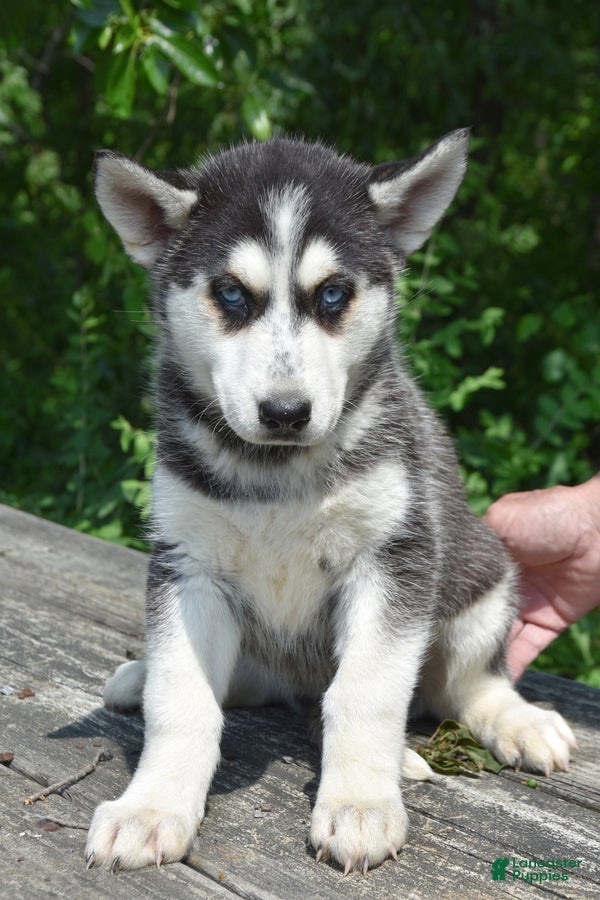 Gerberian Shepsky dogs Willow - Ad 2