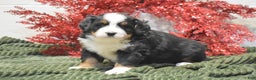 Bernese Mountain Dog dogs for sale: Carly - Ad 1