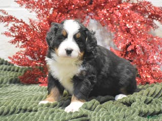 Bernese Mountain Dog dogs Carly - Ad 13