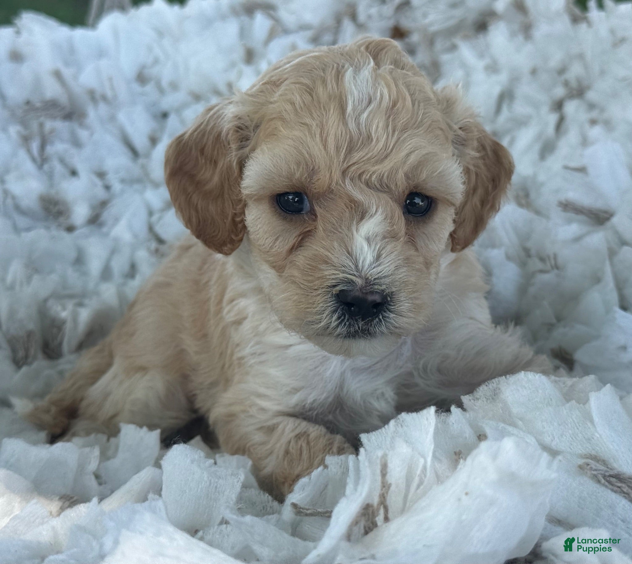 Cavapoo dogs Cody - Ad 2