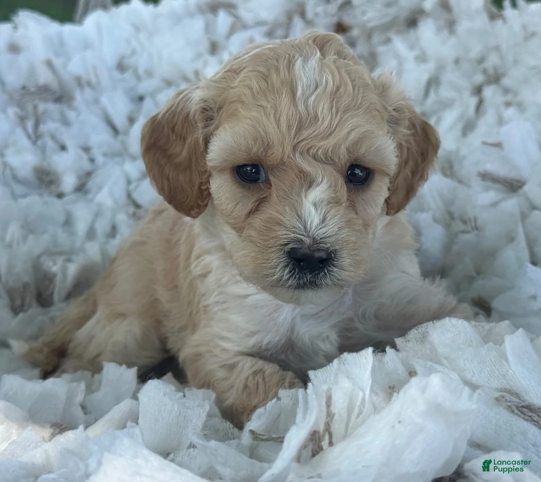 Cavapoo dogs for sale: Cody - Ad 2