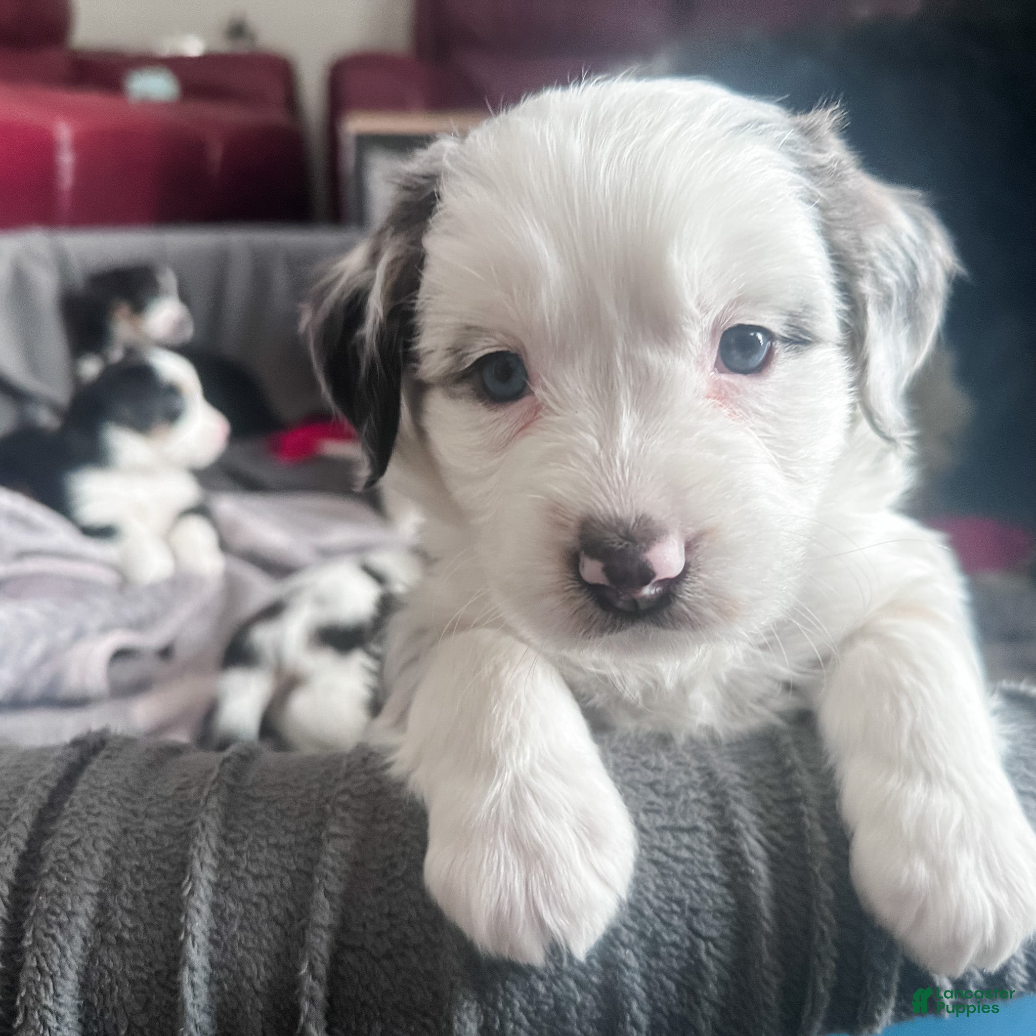 Mixed Breed dogs Pancakes - Ad 1