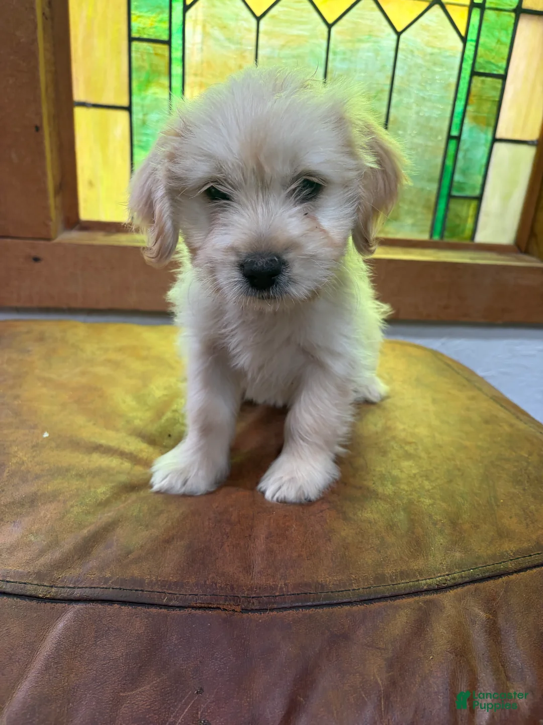 Mixed Breed dogs for sale: Rosie - Ad 2