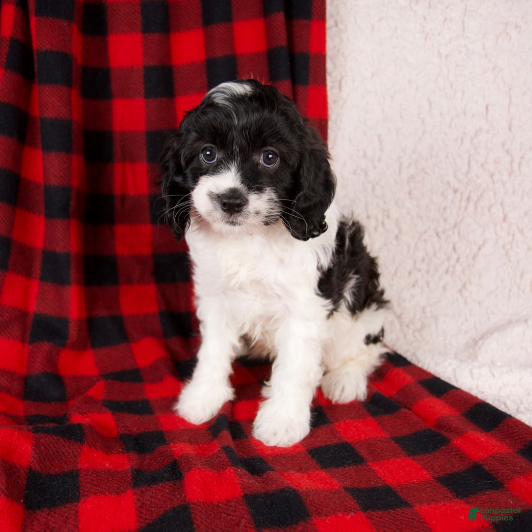 Cavapoo dogs for sale: Stella - Ad 6