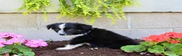 Australian Shepherd dogs for sale: Travis  - Ad 6