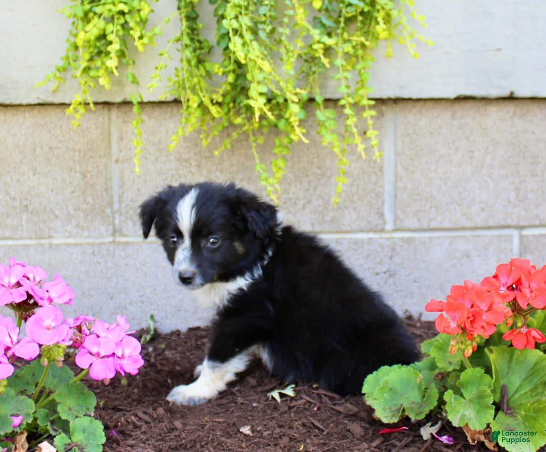 Australian Shepherd dogs for sale: Travis  - Ad 6