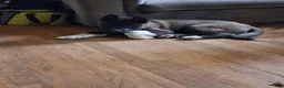 Akita dogs for sale: Yuki the Akita! - Ad 26