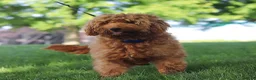 Mini Goldendoodle dogs for sale: Casper - Ad 7
