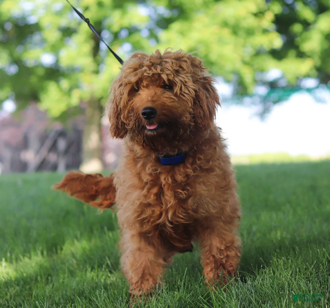 Mini Goldendoodle dogs for sale: Casper - Ad 7
