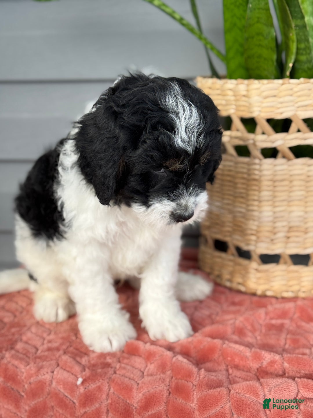 Mini Bernedoodle dogs for sale: Finn - Ad 5