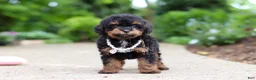 Cavapoo dogs for sale: Callie - Ad 3