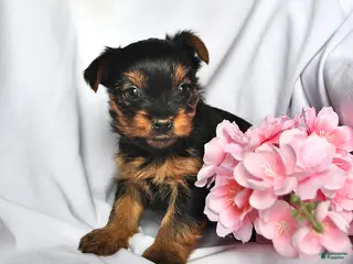 Yorkshire Terrier dogs Jade - Ad 29