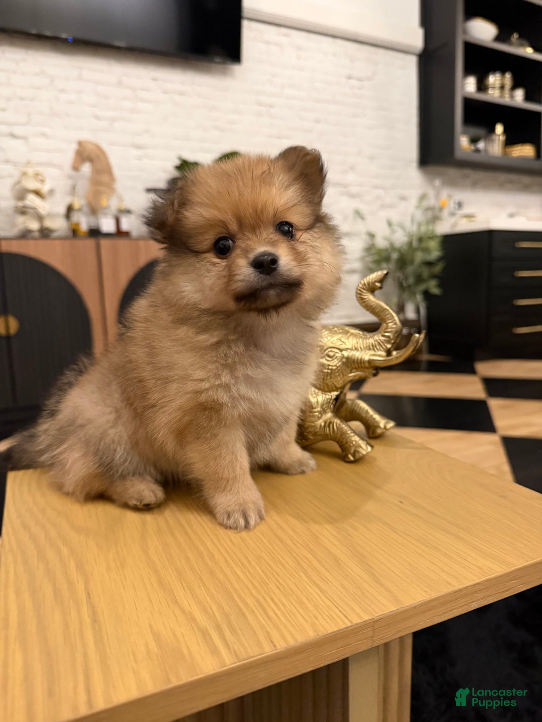 Pomeranian dogs for sale: Porscha - Ad 3