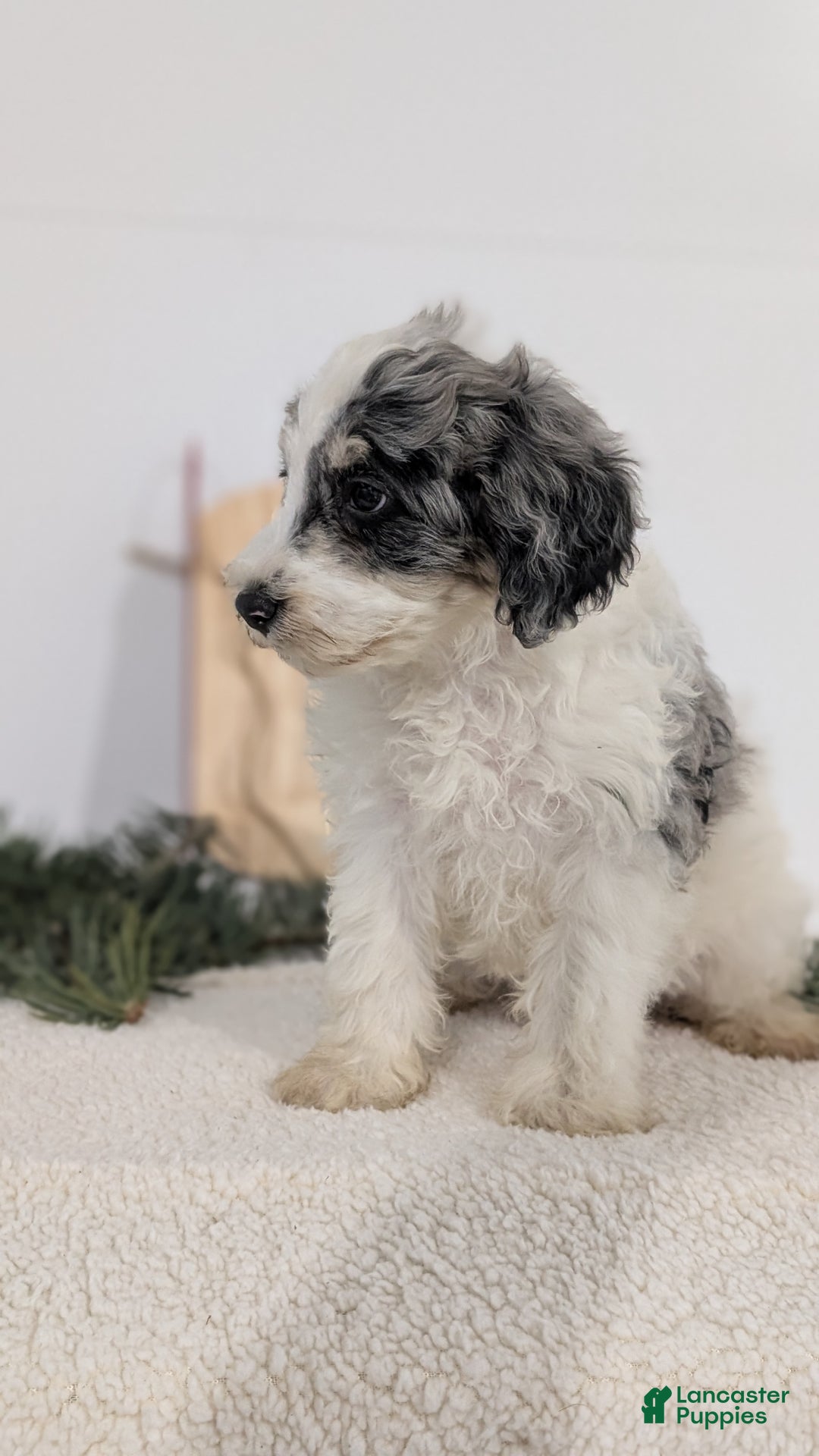 Mixed Breed dogs for sale: Nala - Ad 12