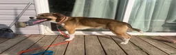 Mixed Breed dogs for stud: Rocky - Ad 8