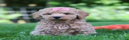 Mini Goldendoodle dogs for sale: Daisy - Ad 4