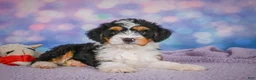 Mini Bernedoodle dogs for sale: Sasha - Ad 5