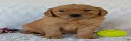 Golden Retriever dogs for sale: Miss Honey  - Ad 10
