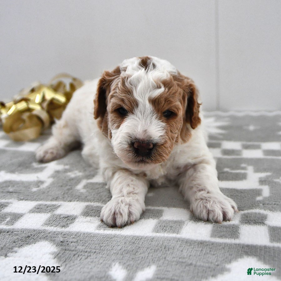 Mini Goldendoodle dogs Parker - Ad 39