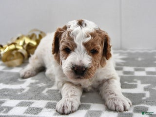 Mini Goldendoodle dogs Parker - Ad 39