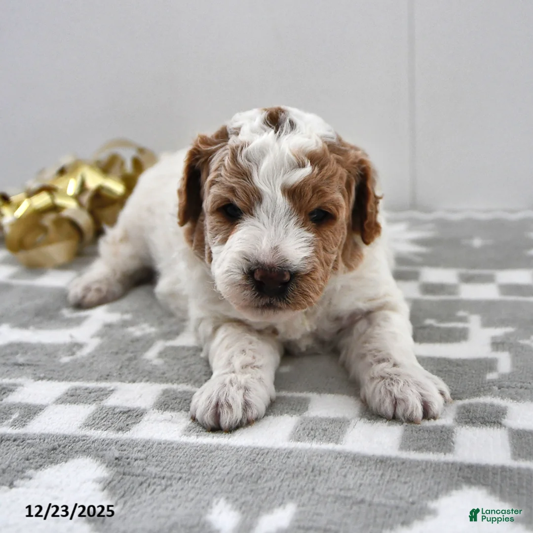 Mini Goldendoodle dogs for sale: Parker - Ad 11
