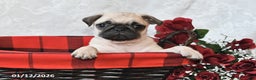 Pug dogs for sale: Munchkin - Ad 2
