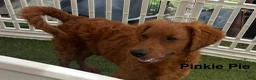 Goldendoodle dogs for sale: Pinkie Pie  - Ad 7