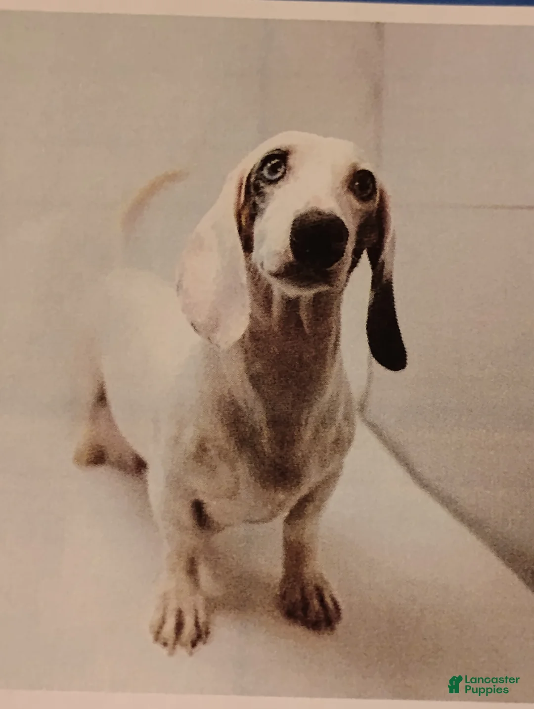 Dachshund dogs for sale: Dachshund Puppy 1 - Ad 2