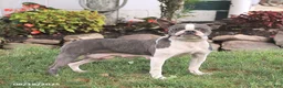 Frenchton dogs for sale: Skylar - Ad 6