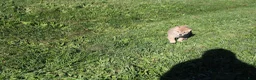 Shiba Inu dogs for sale: Boots - Ad 4
