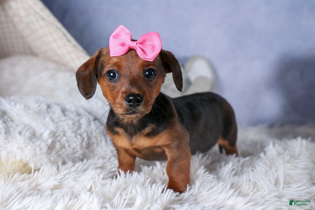 Miniature Dachshund dogs for sale: Jenny - Ad 1