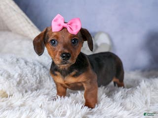 Miniature Dachshund dogs Jenny - Ad 38