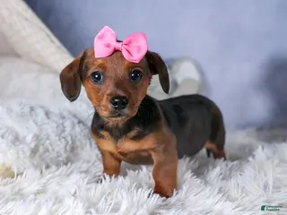 Miniature Dachshund dogs Jenny - Ad 8