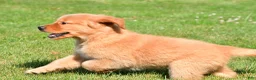 Golden Retriever dogs for sale: Max - Ad 7