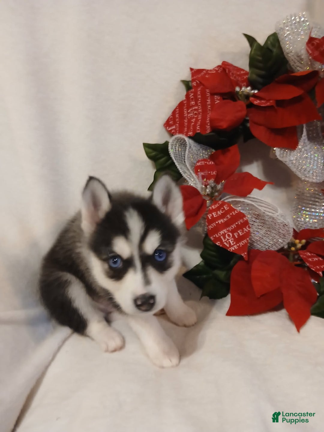 Pomsky dogs for sale: Pomsky Puppy 3 - Ad 3