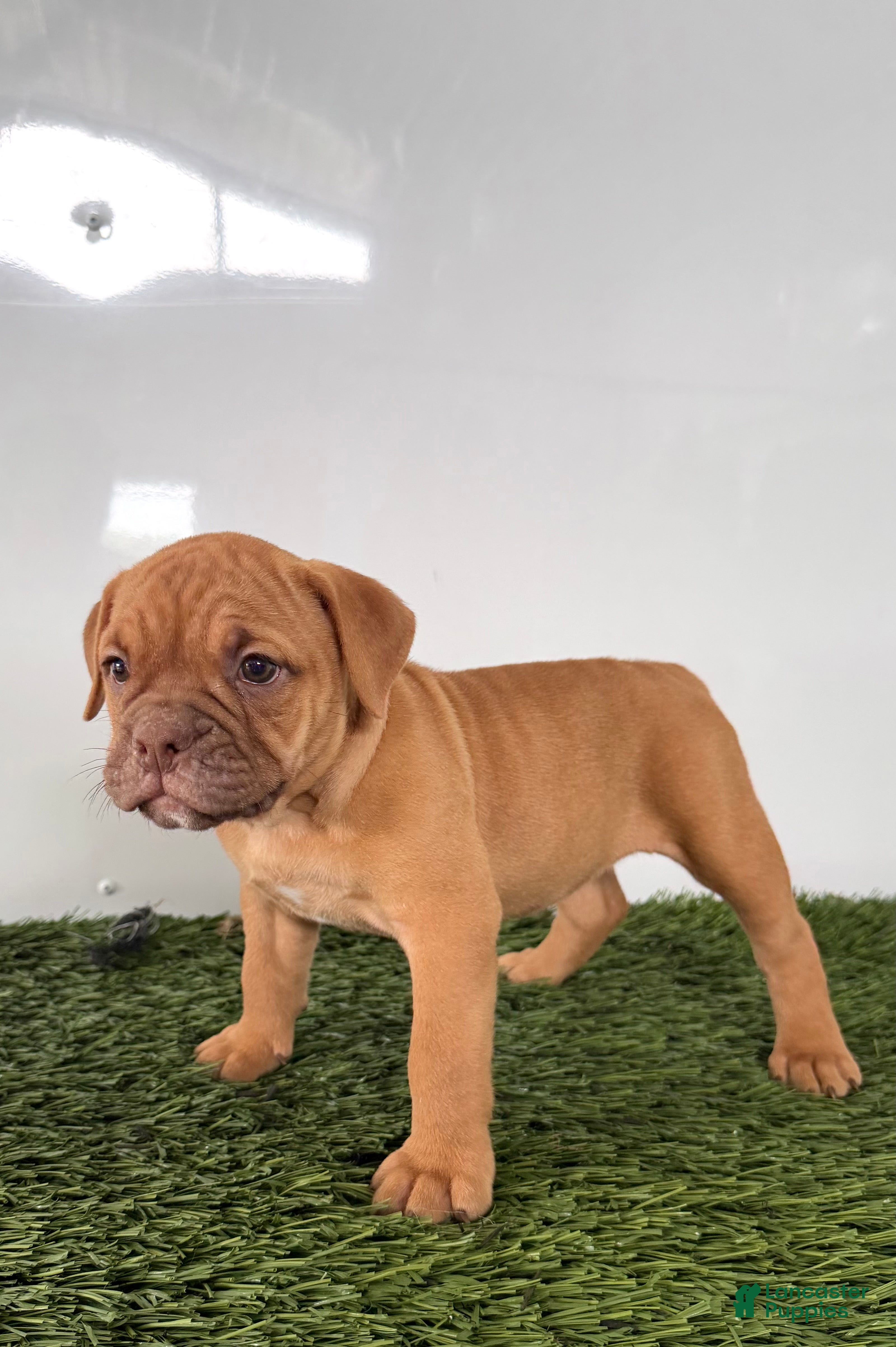 Olde English Bulldogge dogs Nancy - Ad 2