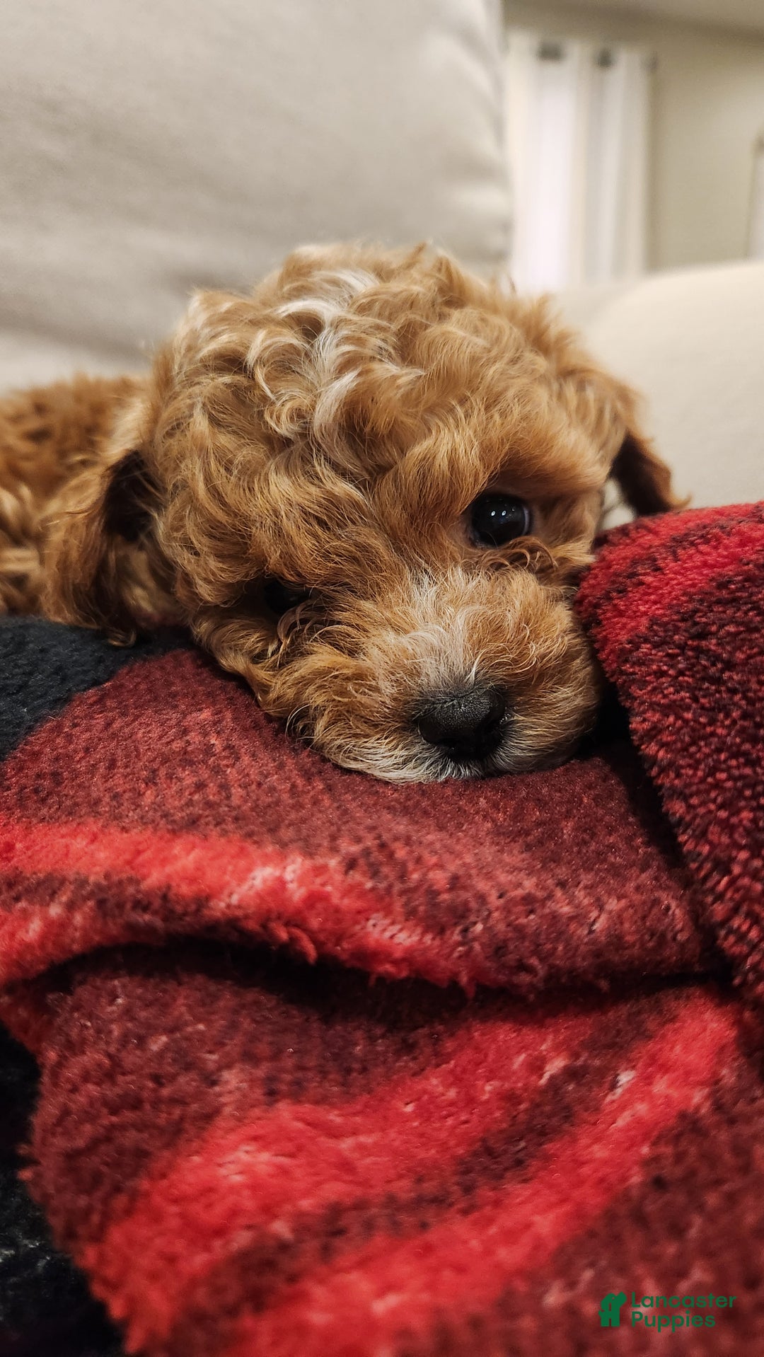 Cavapoo dogs for sale: Maggie - Ad 2