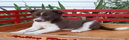 Border Collie dogs for sale: Jelly - Ad 3