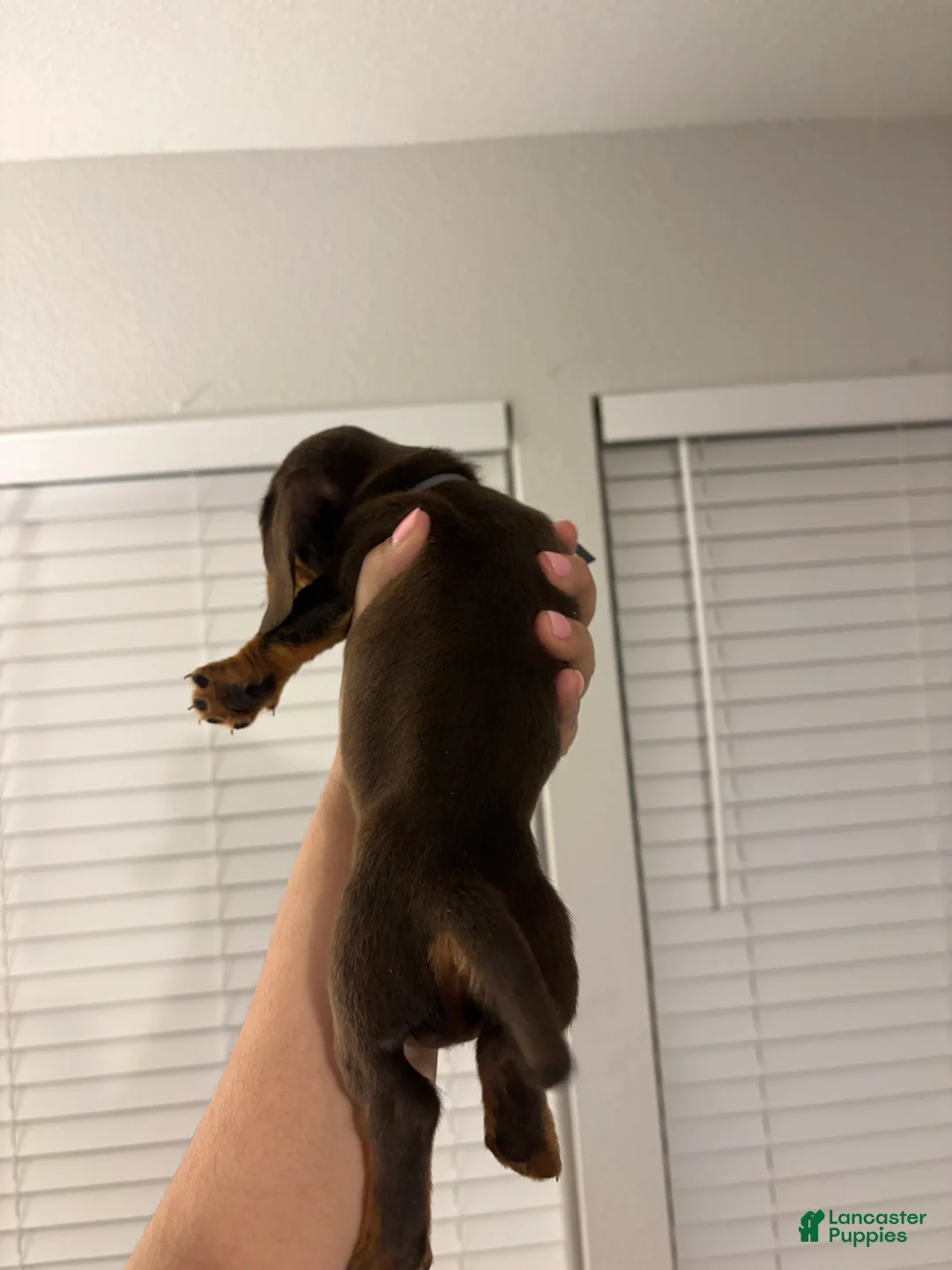 Miniature Dachshund dogs for sale: Miniature Dachshund Puppy 3 - Ad 2