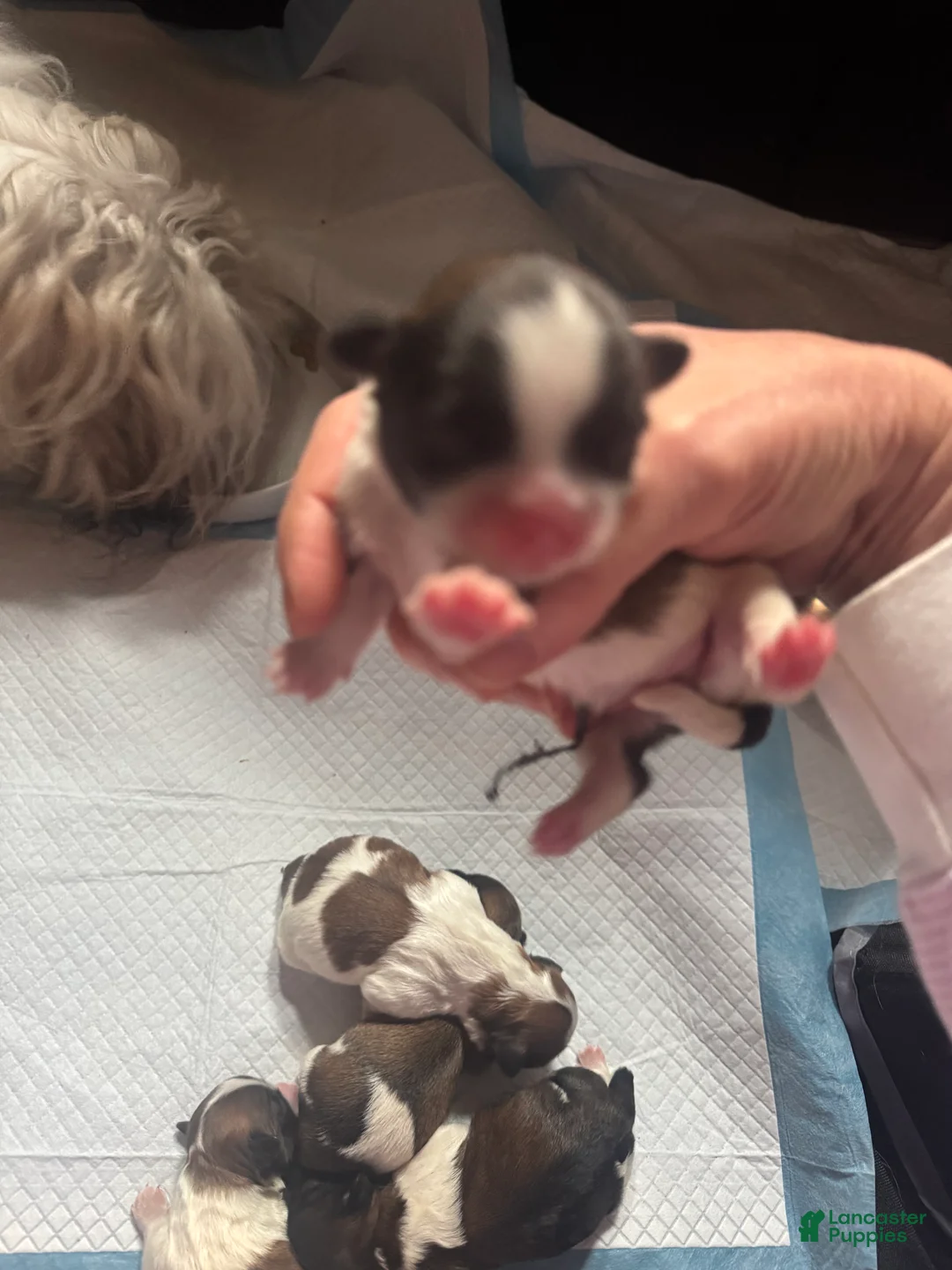 Mixed Breed dogs for sale: Teddy Bear Puppy 4 - Ad 1