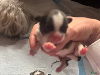 Mixed Breed dogs for sale: Teddy Bear Puppy 4 - Ad 1