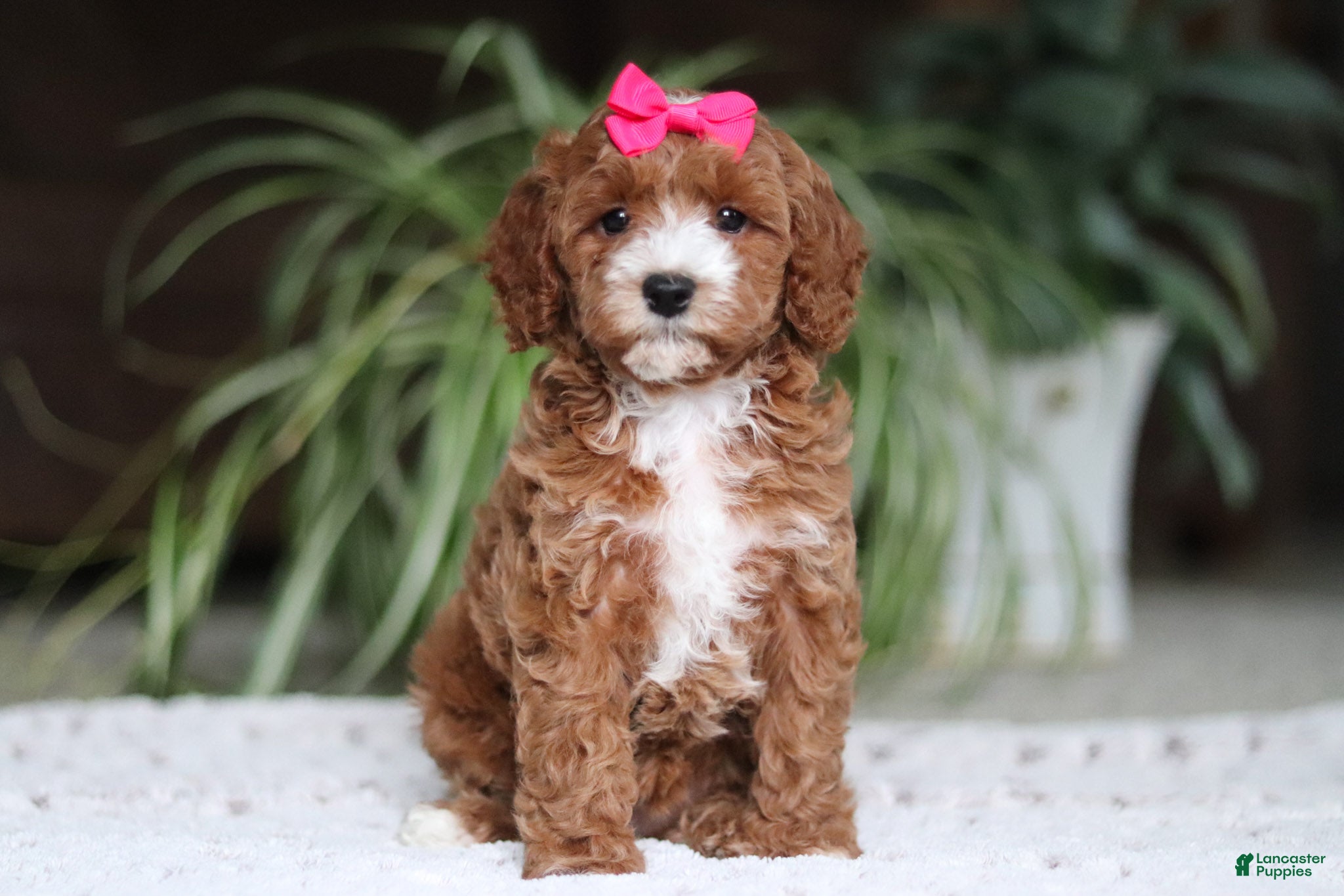 Cavapoo dogs Izzy - Ad 1