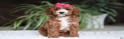 Cavapoo dogs for sale: Izzy - Ad 1