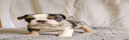 Mixed Breed dogs for sale: Mini Blue Bulldog - Ad 4