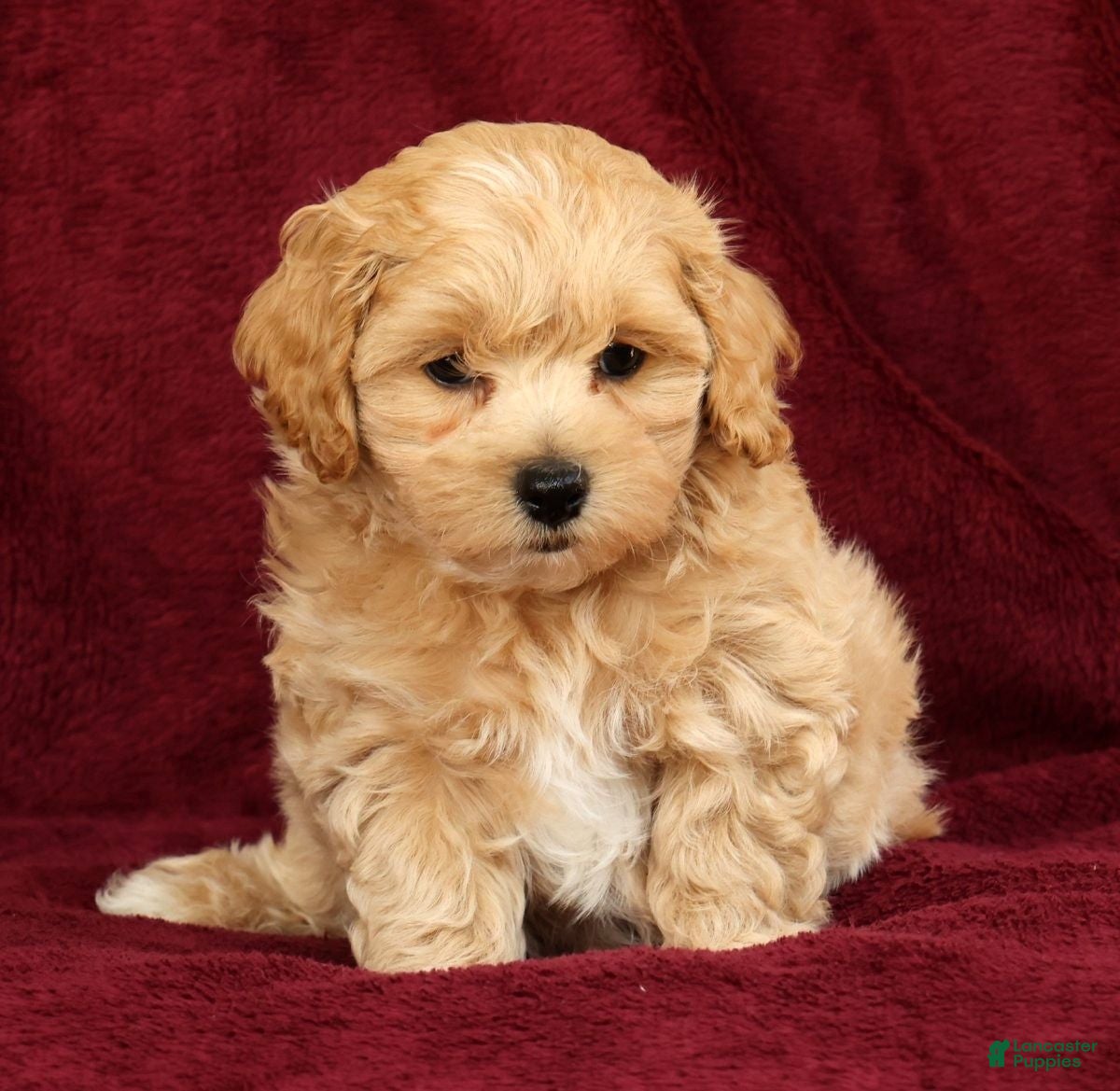 Maltipoo dogs Asher - Ad 2