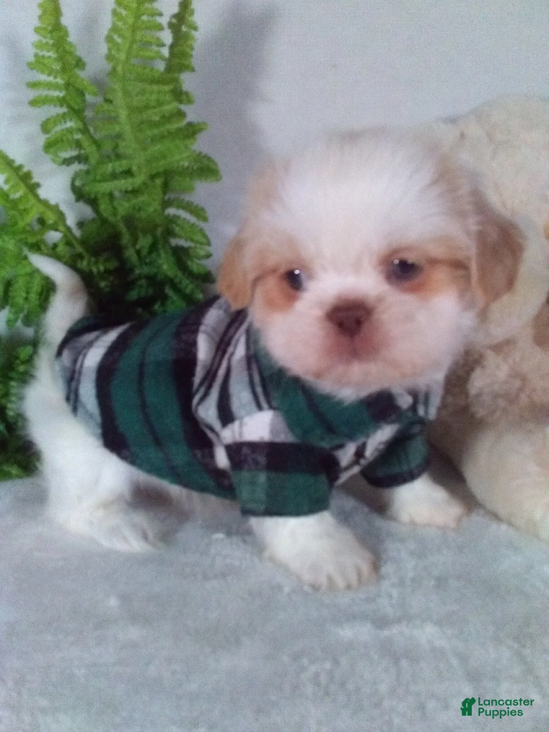 Shih Tzu dogs for sale: Rambo - Ad 1