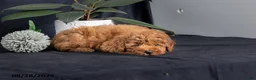 Miniature Poodle dogs for sale: Pecan - Ad 4